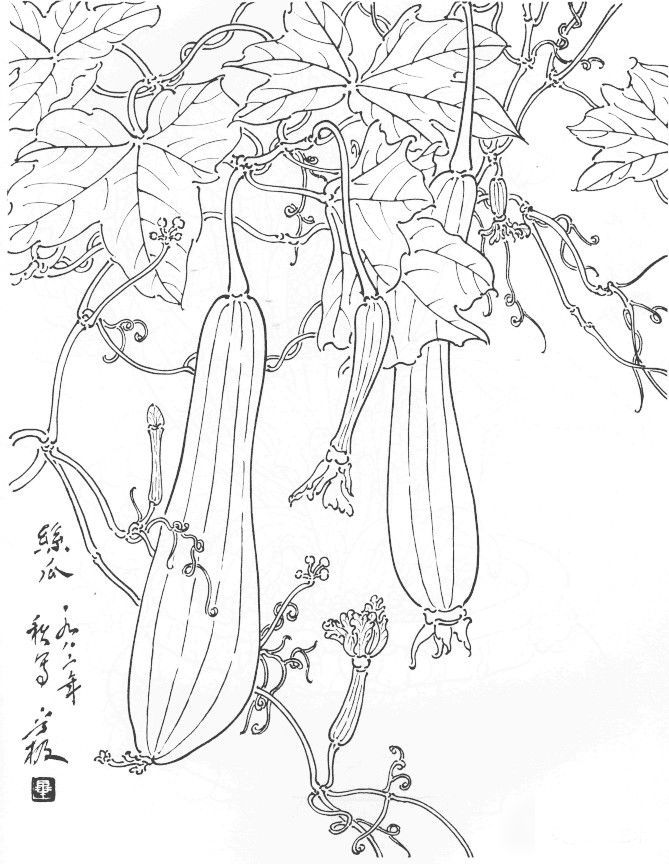 值得好好观摩的30幅蔬菜水果白描稿_腾讯新闻