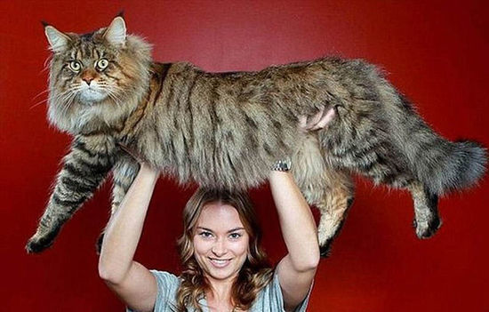 "温柔的巨猫"—缅因猫,"铲屎官"一定要知道的缅因猫