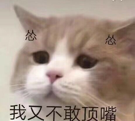 可爱猫咪搞笑表情包:我其实,特别特别想你!