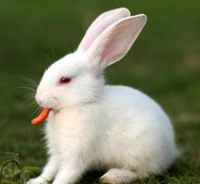 当兔子不再吃胡萝卜:管理的重要性