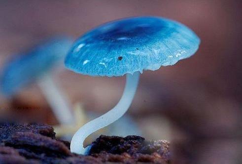 心理测试:凭直觉选出你认为有毒的蘑菇,测你最近会有
