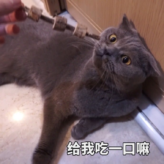 猫版网恋咪表情包,收藏