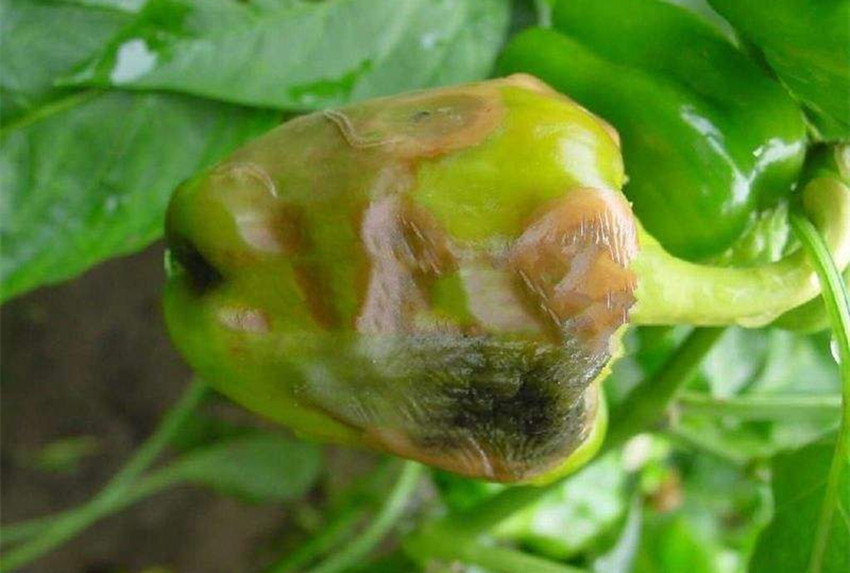 辣椒出现"虎皮斑,症状表现有哪些,如何减少这种病症的产生?