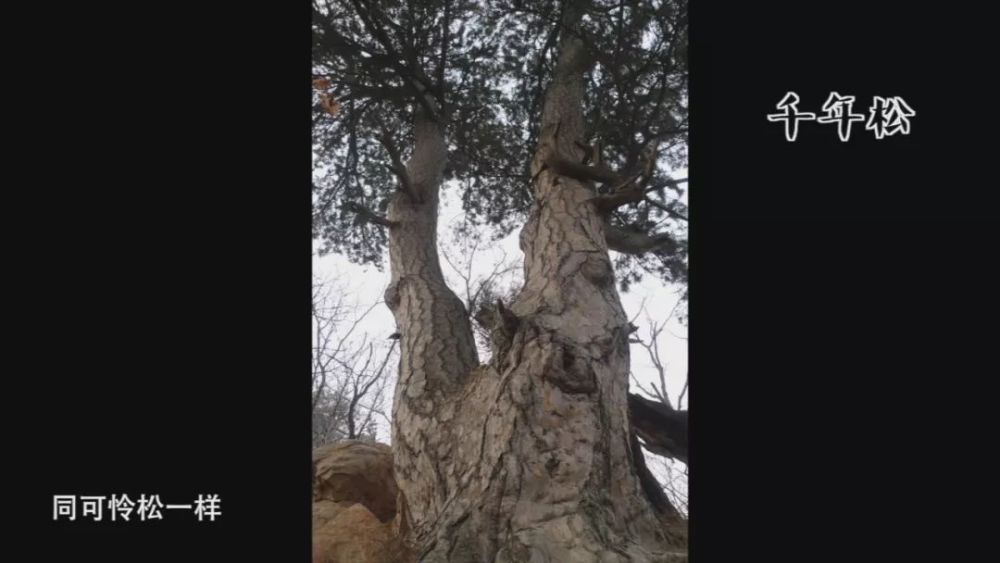 在林学家眼中,"可怜松"也蕴含着独特的千山地域文化.