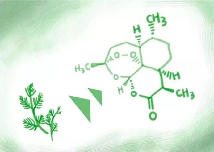 有了青蒿素 离彻底消灭疟疾那天还远吗?