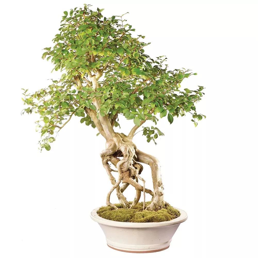 1.紫薇花盆景