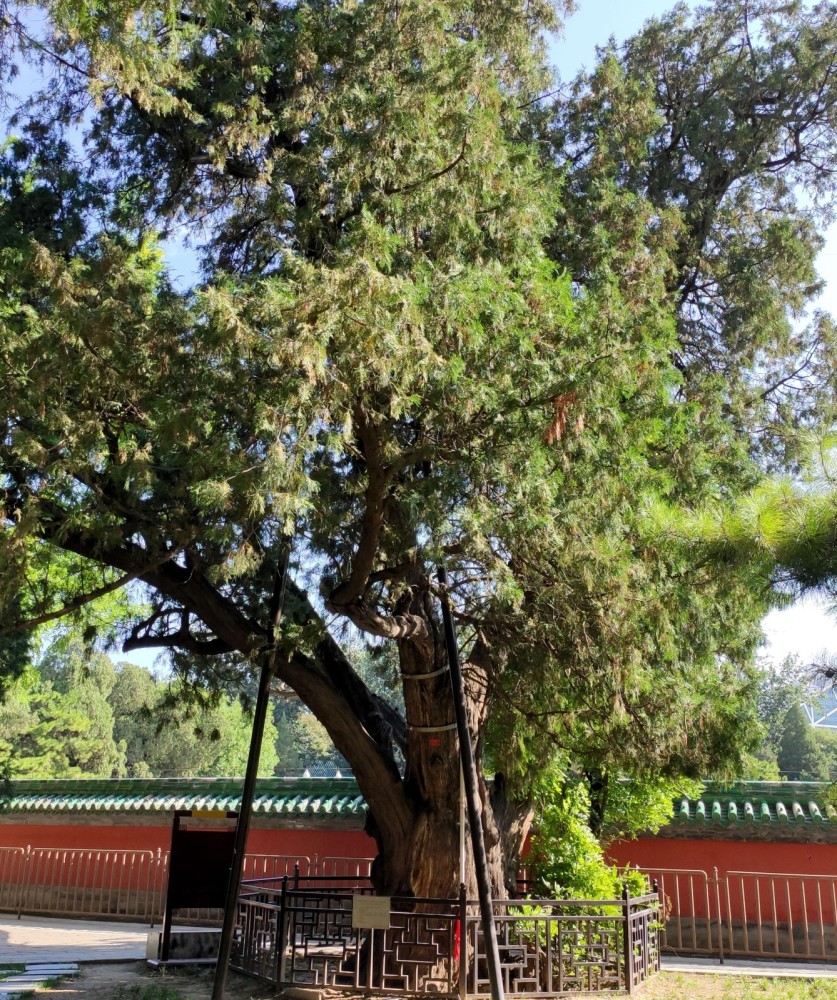 意外发现千年古树,就在皇帝的祭日拜台外,1530年建园