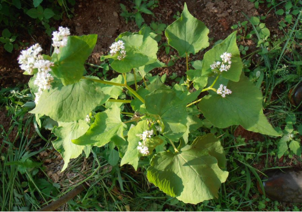 荒野维生野菜系列——荞麦