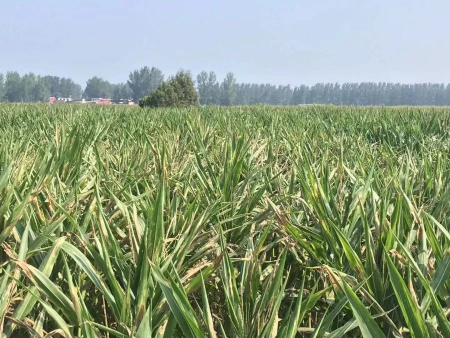 重要提醒:漯河玉米缺水严重,7月份有效降雨仅33毫米,请及时浇灌保丰收