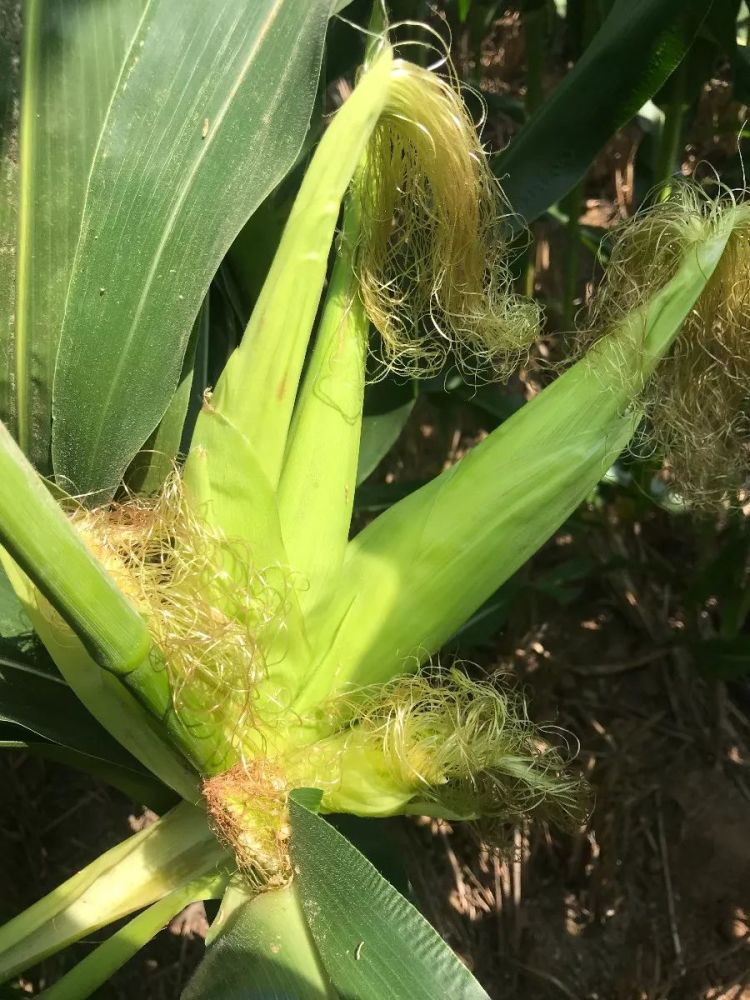 玉米雌穗苞叶与穗轴虽然同时发育生长,但苞叶先停止生长,穗抽正常