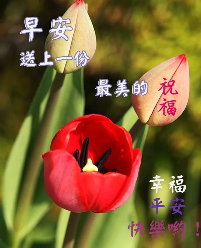 4月20日最新漂亮的早安问候祝福语动态美图,温馨早安问候语图片