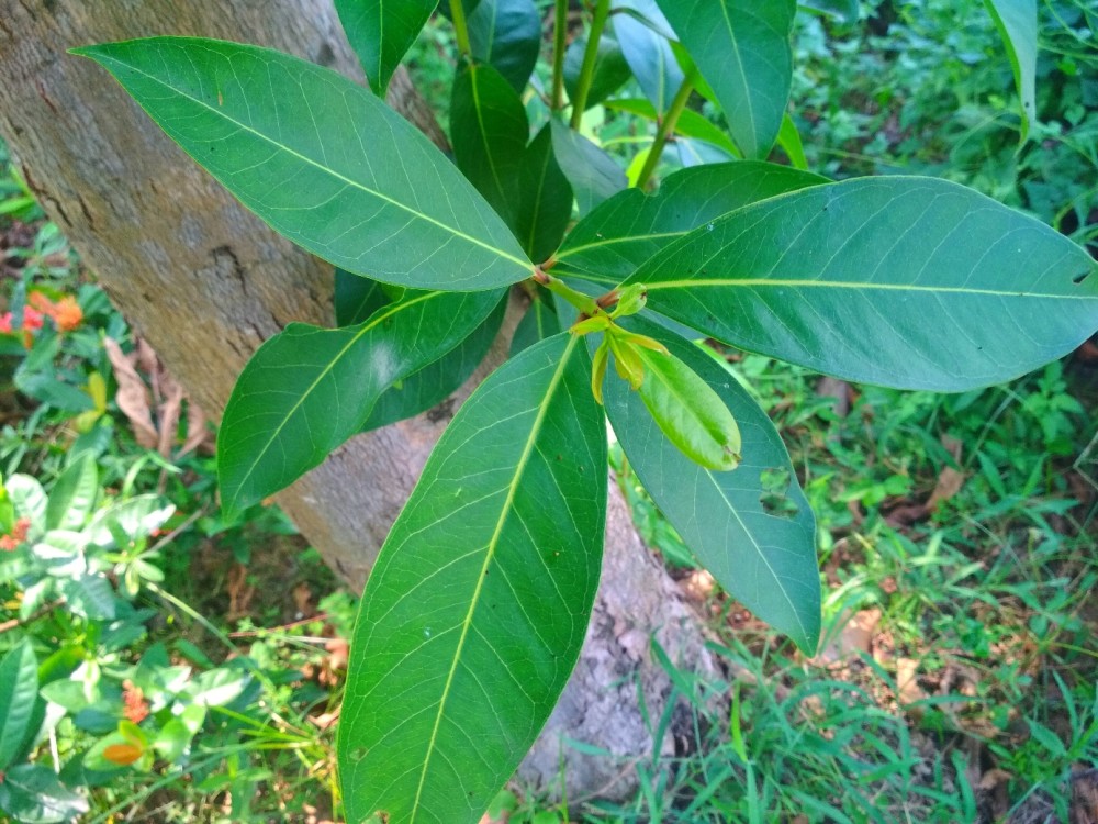 惠州红楼滩公园,看到满树的水翁蒲桃果子,青红相间,挺