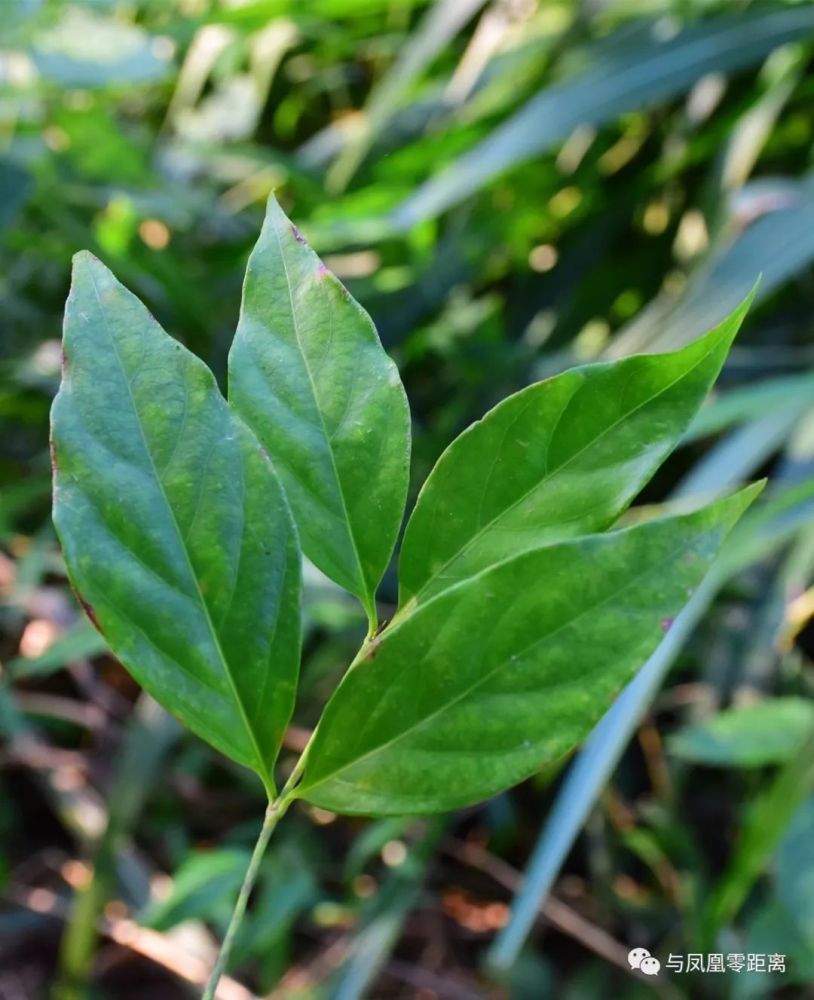 断肠草