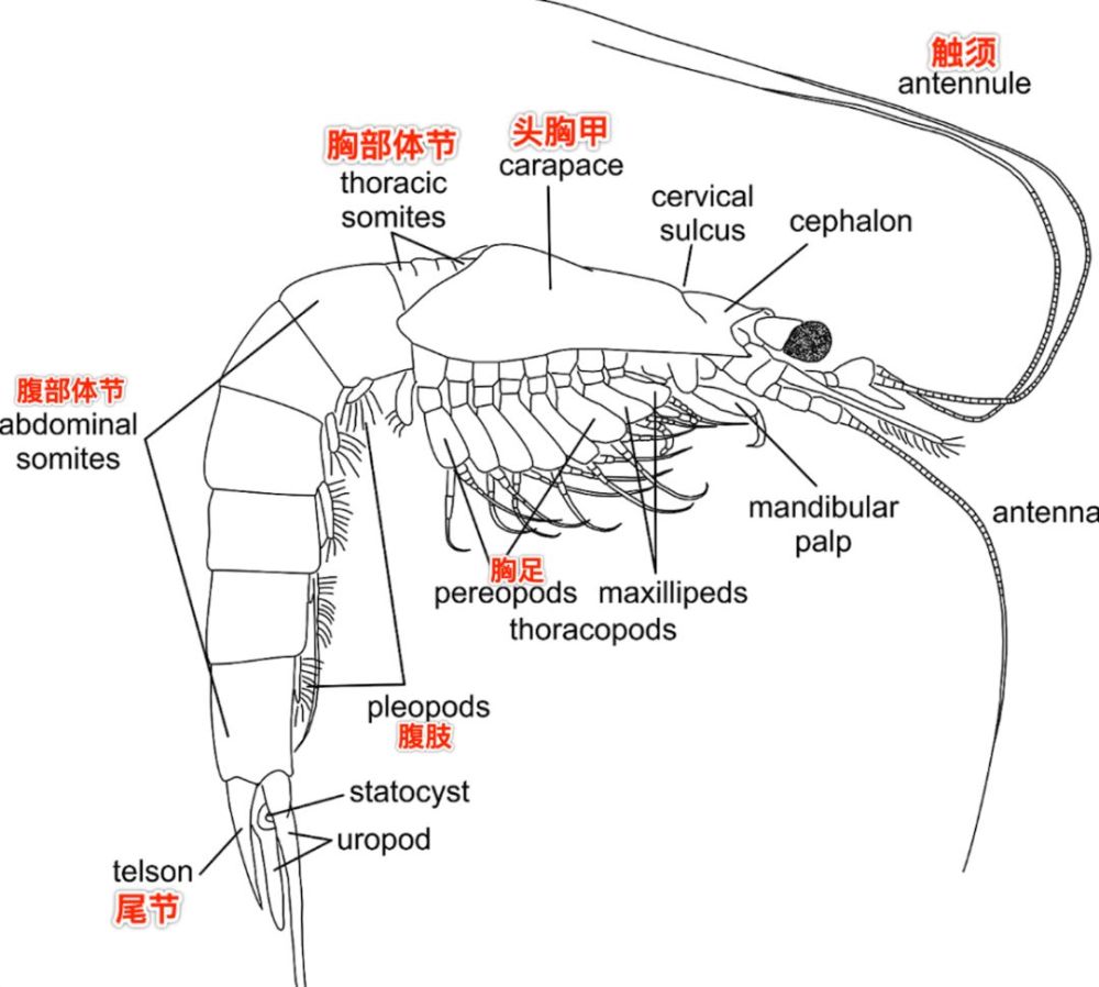 figure 糠虾的身体结构