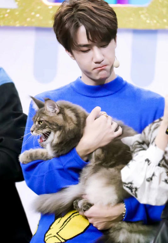有种"猫系男"叫王一博,抱着猫时的表情让人意外:好温柔一男的