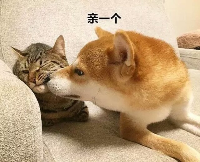 搞笑表情包:最后一个真暖心