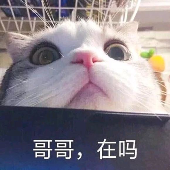 可爱猫咪搞笑表情包:我来偷看小哥哥!