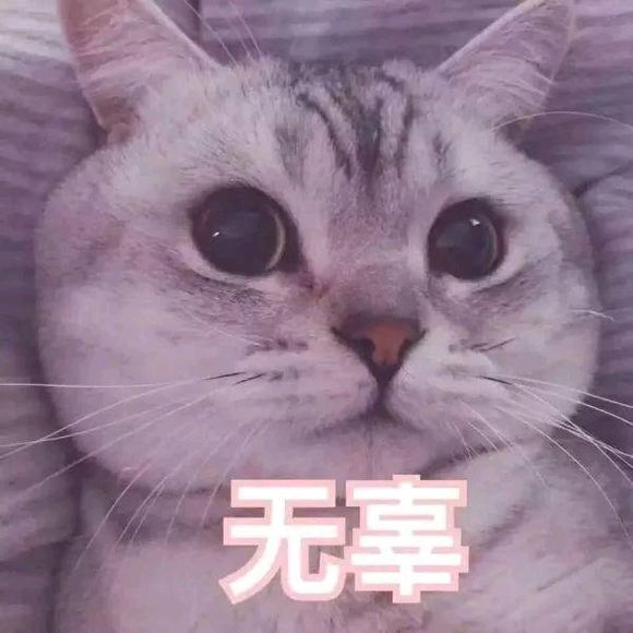 可爱猫咪搞笑表情包:无情嘲笑,哈哈哈哈!