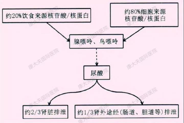 防治高尿酸血症带来的危害除了必要时的药物治疗外,还在于管住嘴