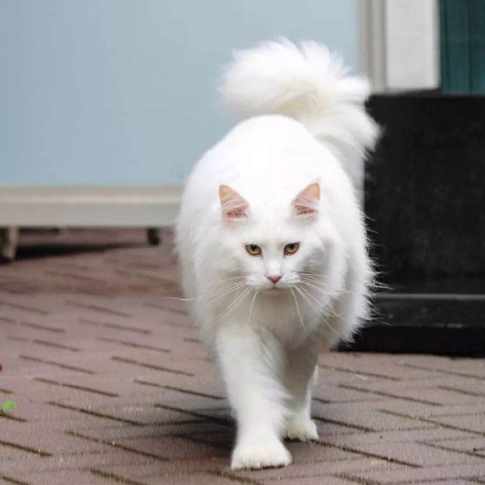 一只超酷的白色缅因猫,眼神自带杀气,却能发出小鸟一