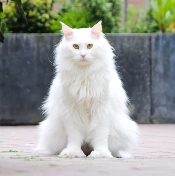 一只超酷的白色缅因猫,眼神自带杀气,却能发出小鸟一