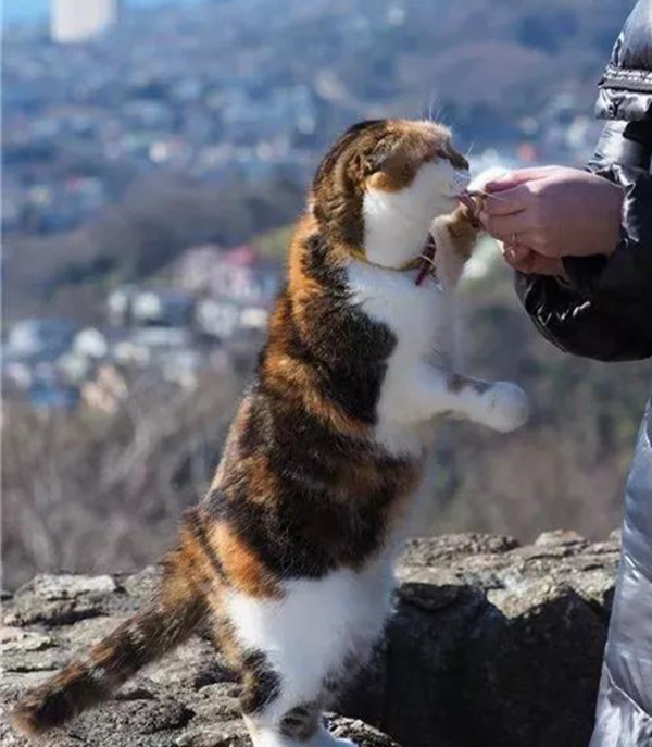 主人陪猫爬山减肥,坚持了好几年,可小猫不仅没瘦,还越来越胖