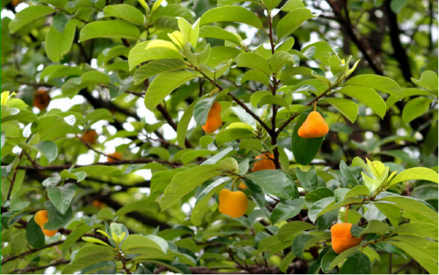 荒野维生野菜系列桂木果