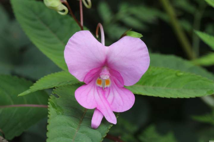 这种花可赏可食可入药,关键价格也不贵