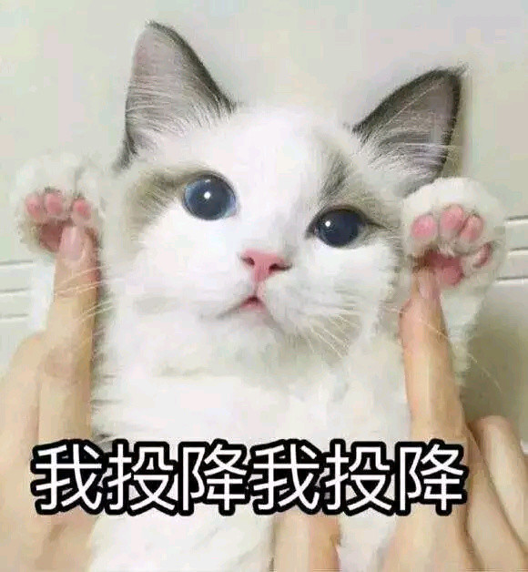 猫咪表情包, 你的小可爱出现了