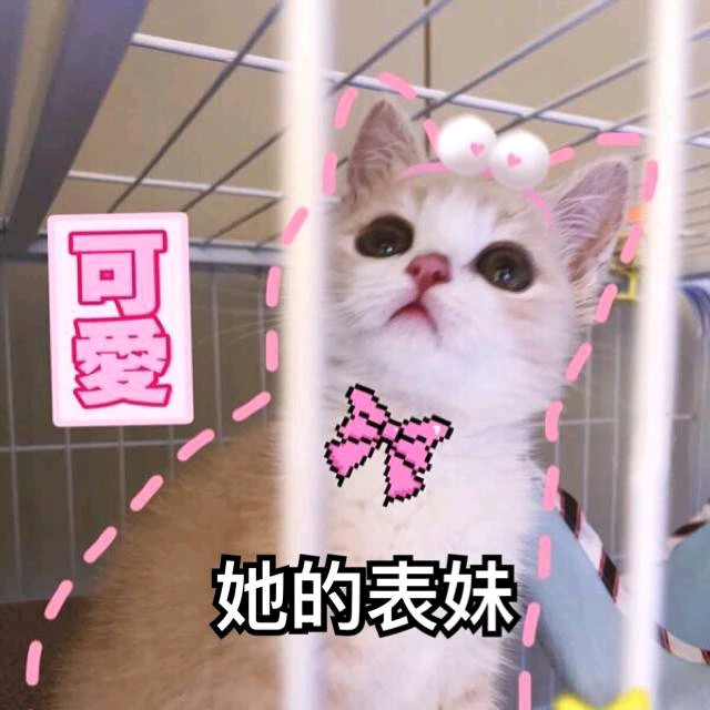 猫咪表情包我超甜