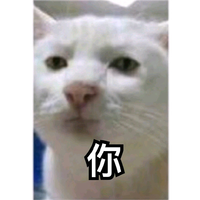 猫咪表情包:我超甜!