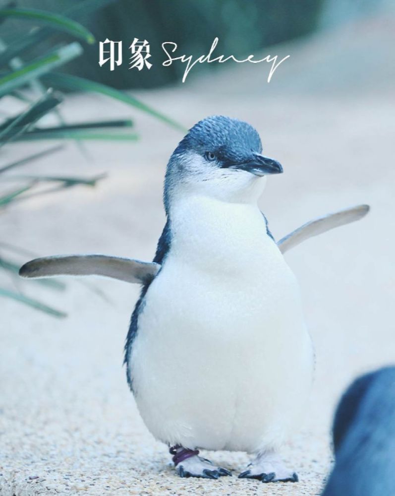 小小企鹅 腾讯网