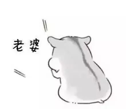 哄老婆专用仓鼠表情包