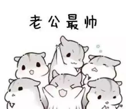 仓鼠表情包夸老公表情包合集|老公最帅,老公最棒