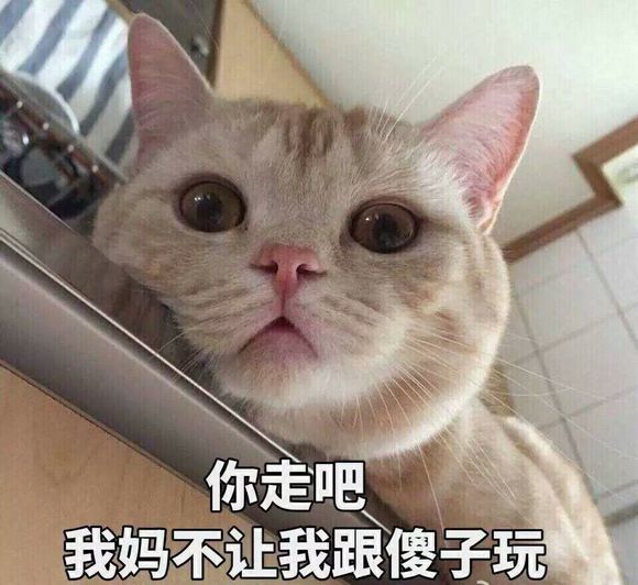 可爱猫咪搞笑表情包:你走吧,我妈不让和你玩!