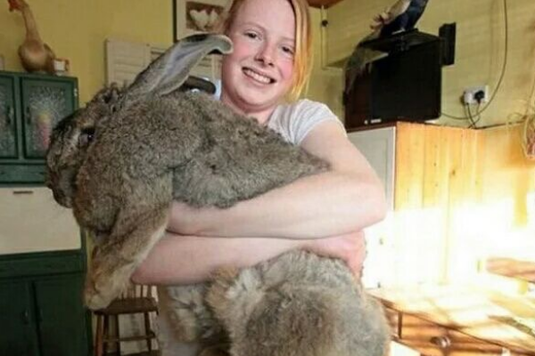 澳大利亚又开始投毒杀兔了!出动战斗机,轰炸100亿只兔子!
