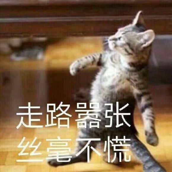 可爱猫咪搞笑表情包:难道我不是你最可爱的小猫咪吗!