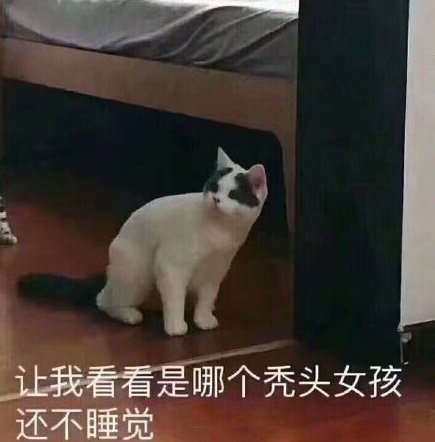 搞笑又沙雕的经典表情包,走自己的路,让猫和狗说去吧