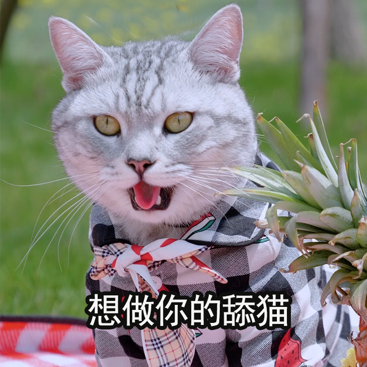 让你变成猫,你想做阿彪还是猪柳蛋