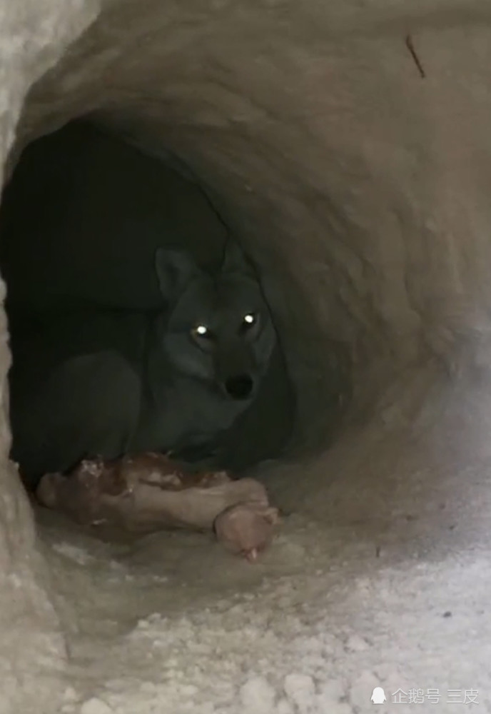 男子钻进狼洞遇母狼正哺育幼崽接下来的一幕让人惊呆了