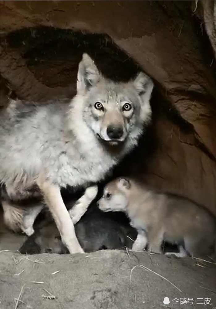 男子钻进狼洞遇母狼正哺育幼崽 接下来的一幕让人惊呆