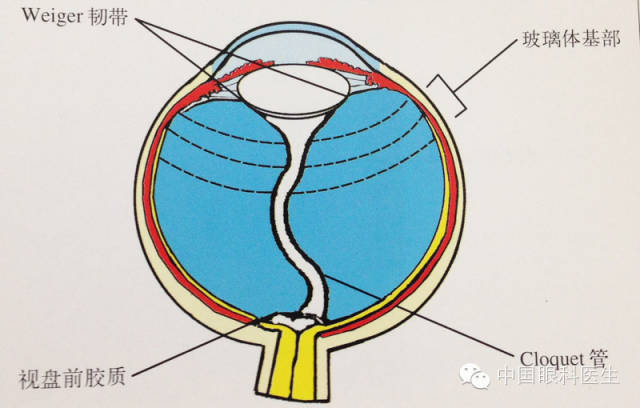 玻璃体的解剖 玻璃体基底部 泪器的解剖 泪膜示意图 葡萄膜血液供应