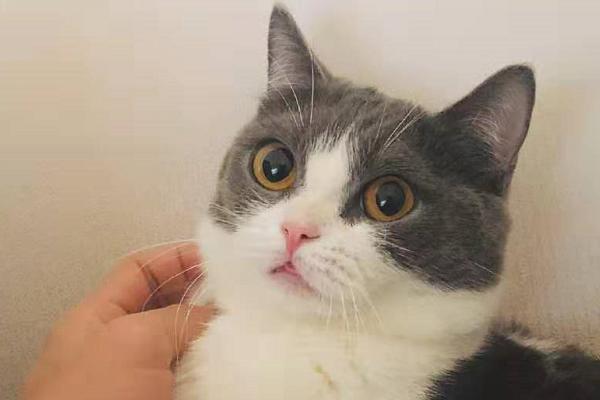 有一种幸福叫做肖战的猫,粉丝:想做你的怀中猫