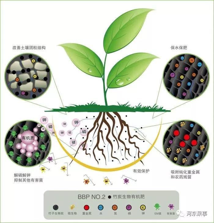 此外,小分子碳肥对于迅速改良土壤,提高土壤肥力也发挥着突出作用,施