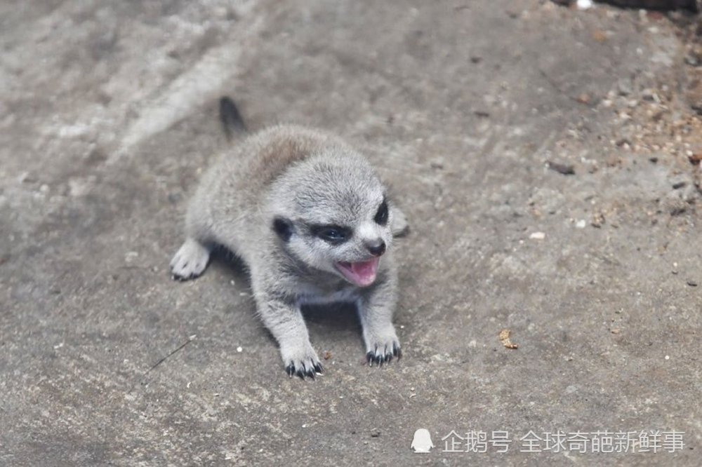 海猫幼崽向你发来可爱袭击,快