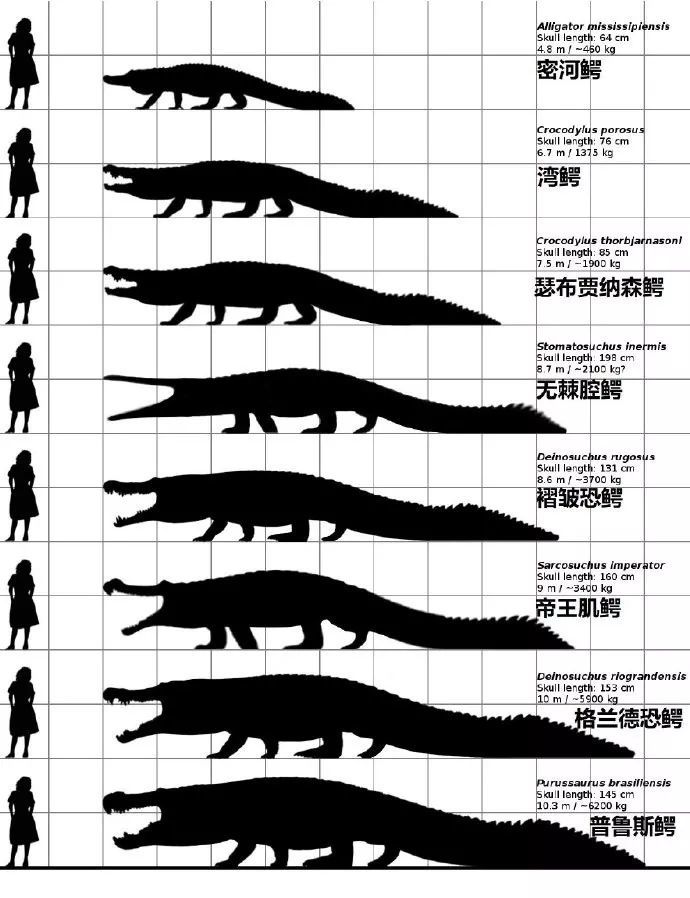 帝王肌鳄已经灭绝的大型史前鳄鱼