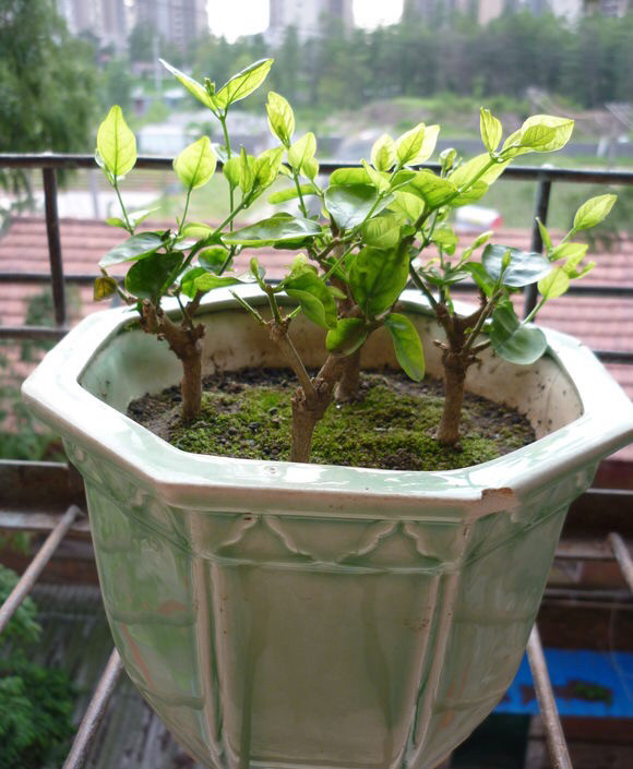 茉莉要常修剪,但要注意"1点",才能萌芽多,常开花,花满