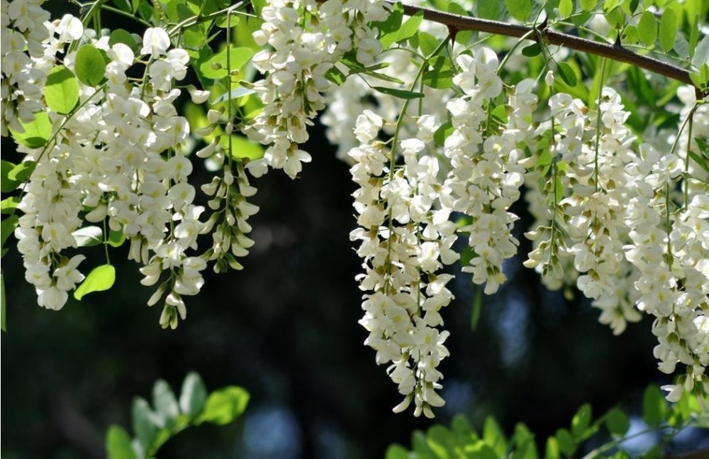 树上开的花也能吃?没错,它就是洋槐花