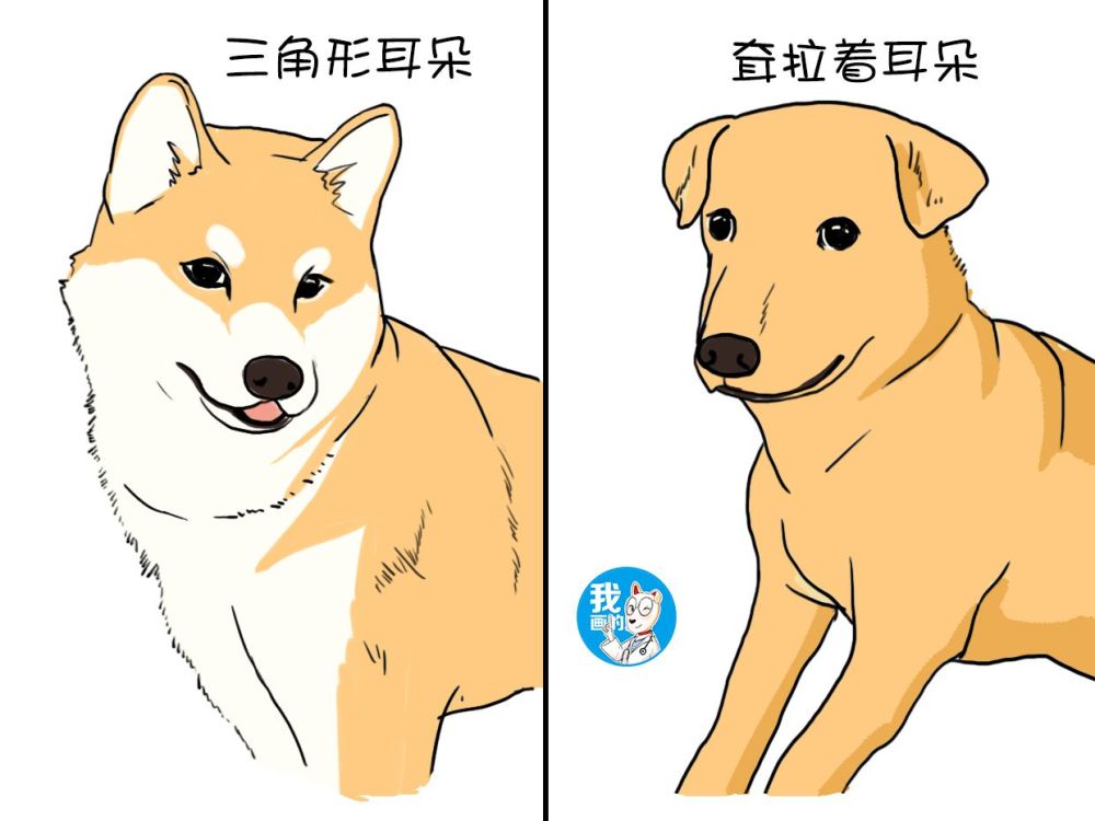 柴犬,土狗,傻傻分不清楚,不要慌,兽医来教你不花冤枉钱