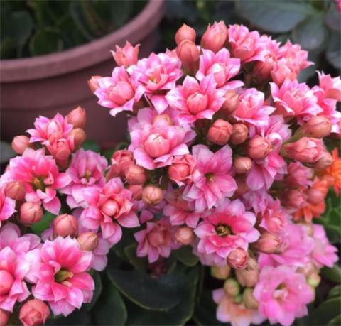 长寿花,盆里撒点"料",猛蹿新芽,叶子油绿开花多